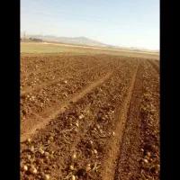 ۳۲ جریب زمین کشاورزی بارانی