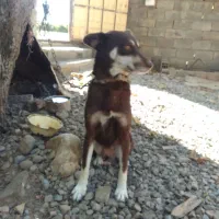 سگ پاکوتاه نگهبان|سگ|فاضل آباد, |دیوار