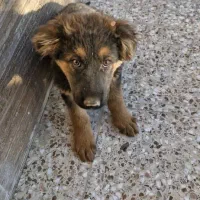 توله ژرمن اصیل نر و ماده|سگ|اراک, |دیوار