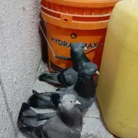 کبوتر ابادانی با جوجه|پرنده|بوشهر, |دیوار