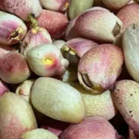 پسته درجه یک از تولید به مصرف|عمده‌فروشی|تهران, هروی|دیوار