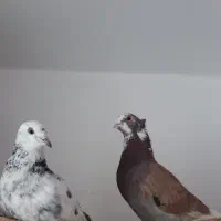 معاوضه یا فروش