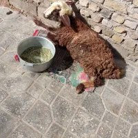 بره نره به علت قط نخا کمر  بفروش میرسد قیمت 7تمن