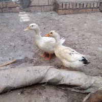 اردک ۵ ماهه ۲ عدد