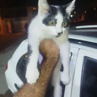 واگذاری