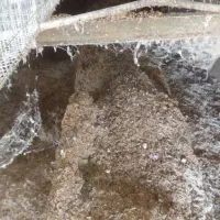 کود مرغی|خدمات باغبانی و درختکاری|تایباد, |دیوار