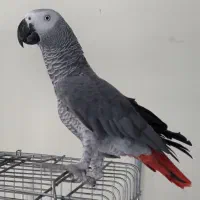 کاسکو سخنگو دستی