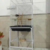 مینا سخنگو با لوازم|پرنده|نیشابور, ده حلاج|دیوار