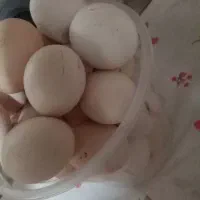 تخم مرغ نطفه دار