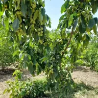 فروش نهال پربار زودبارده دیرگل