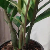 زاموفیلیا ابلق|گل و گیاه طبیعی|مشهد, نرگس (شهرک غرب)|دیوار