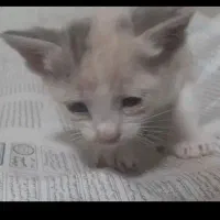 سرپرستی گربه