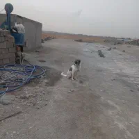 گارگر بلوکه زن . بلوکزن . بلوکهزن سیمانی|استخدام معماری، عمران و ساختمانی|مشهد, چهاربرج|دیوار