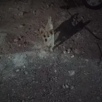 سگ بازیگوش