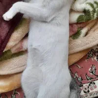 گربه گمشده/ گربه نر/ گربه زیبا|حیوانات|قم, شاه ابراهیم|دیوار