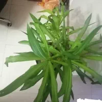 گلدان گل یوکا بسیـار زیبا|گل و گیاه طبیعی|قم, مجیدیه|دیوار