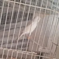 ماده قناری سفید آماده آماده
