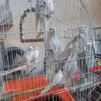 عروسی هلندی سخنگو|پرنده|پاکدشت, پاکدشت (مامازند)|دیوار