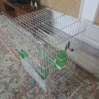 فنچ قفس کاسکویی|پرنده|مشهد, فدک|دیوار