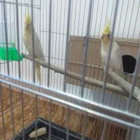 عروس هلندی بشرط نطفه|پرنده|سوسنگرد, |دیوار