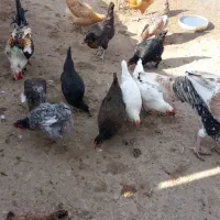 مرغ و خروس و بوقلمون|حیوانات مزرعه|دوگنبدان, |دیوار