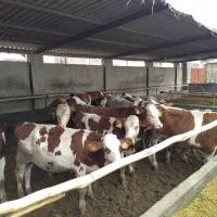 تهیه گوساله اصیل|حیوانات مزرعه|گنبد کاووس, |دیوار