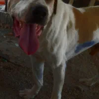 سگ عراقی ۳ساله گم شده