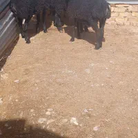 بره نر ماده