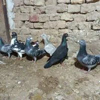 کبوتر|پرنده|نیشابور, بنیاد شهید|دیوار