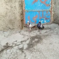 کفتر غریب گیری