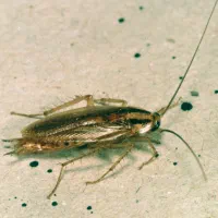 سمپاشی تخصصی منزل سم پاشی تضمینی سوسک مورچه کنه|خدمات نظافت|شیراز, کلاهدوز|دیوار