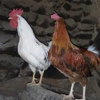 خروس گلین