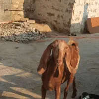 بز دسته جمعی