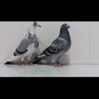 پلاکی عربستان پرینت دار ۲۰۲۱