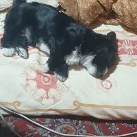 توله سگ شیتزو خالص|سگ|ری, اقدسیه|دیوار