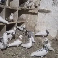 کفتر  گل