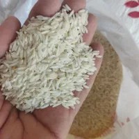 برنج هاشمی آستانه اشرفیه محصول ۴۰۴