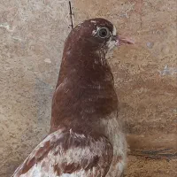 جوجه کبوتر پرشی|پرنده|تهران, جی|دیوار