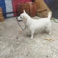 سگ‌پاکوتاه واگذاری میشود