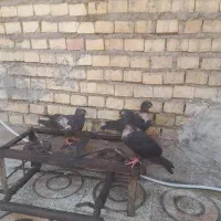 پرنده کبوتر