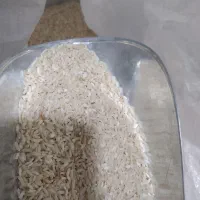 برنج محلی الشتر