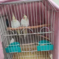 یه جفت عروس هلندی چش شرابی همراه قفس و لونه