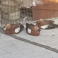 ۳عدد اردک انگوت