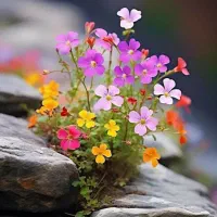 زمین‌مسکونی