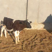 گوساله وگاو شیری|حیوانات مزرعه|باشتین, |دیوار