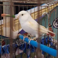 قناری ماده آماده