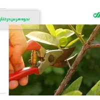 هرس درخت