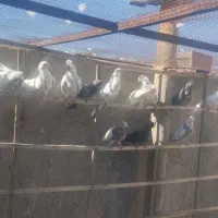 کبوتر|پرنده|فولادشهر, فولادشهر|دیوار