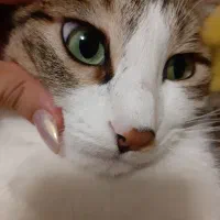 واگذاری گربه نر ۳ ساله