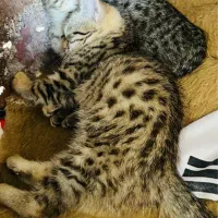 گربه واگزار میشود